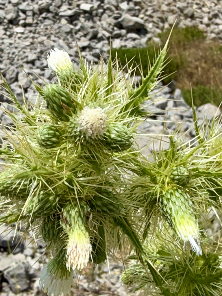 Cirsium candelabrum reference