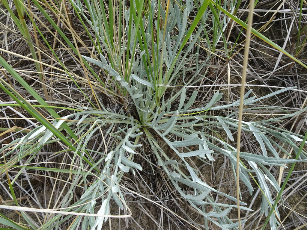 Pitcher's Thistle reference
