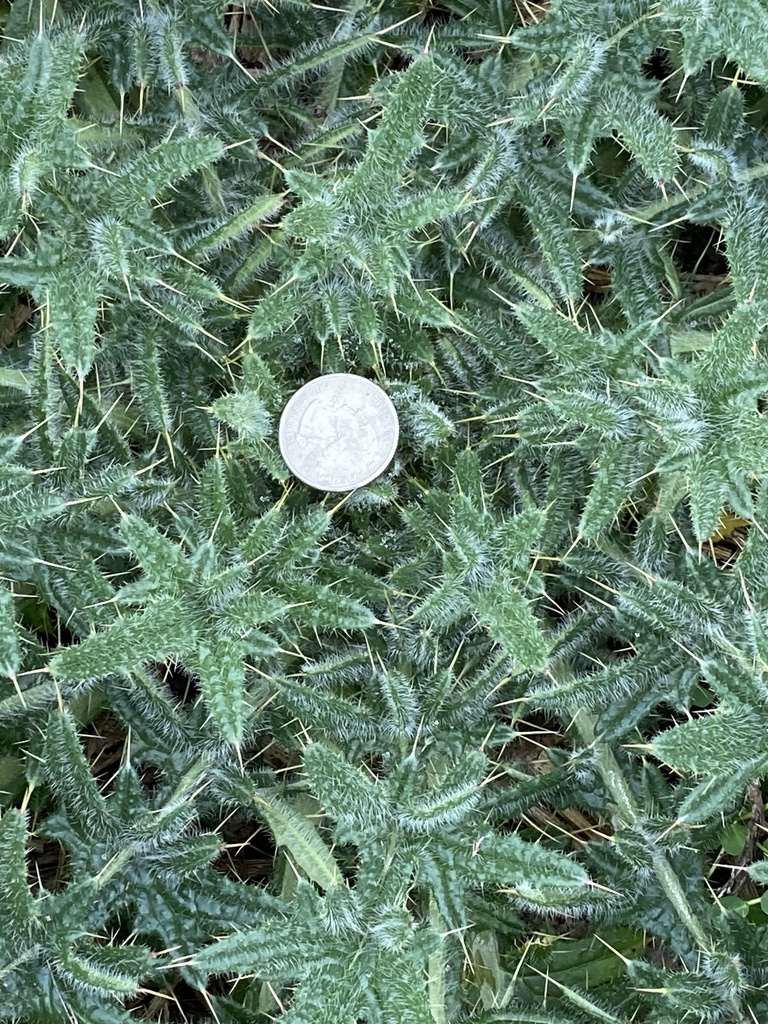 Bull Thistle reference