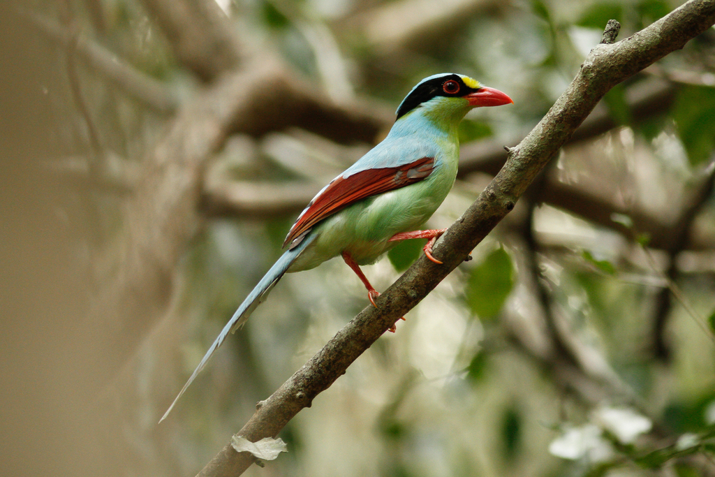 Common Green-Magpie reference