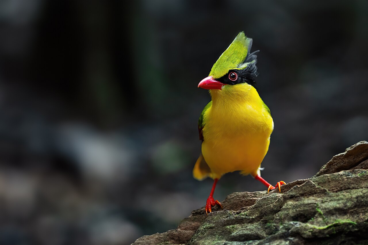 Indochinese Green Magpie reference