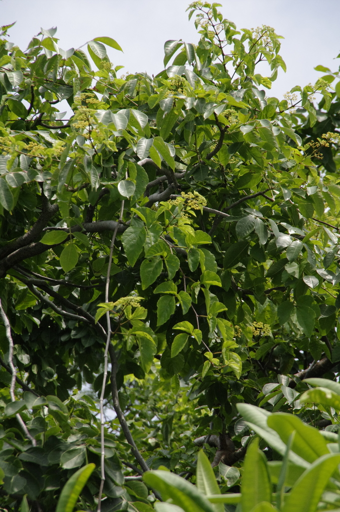 grape ivy reference