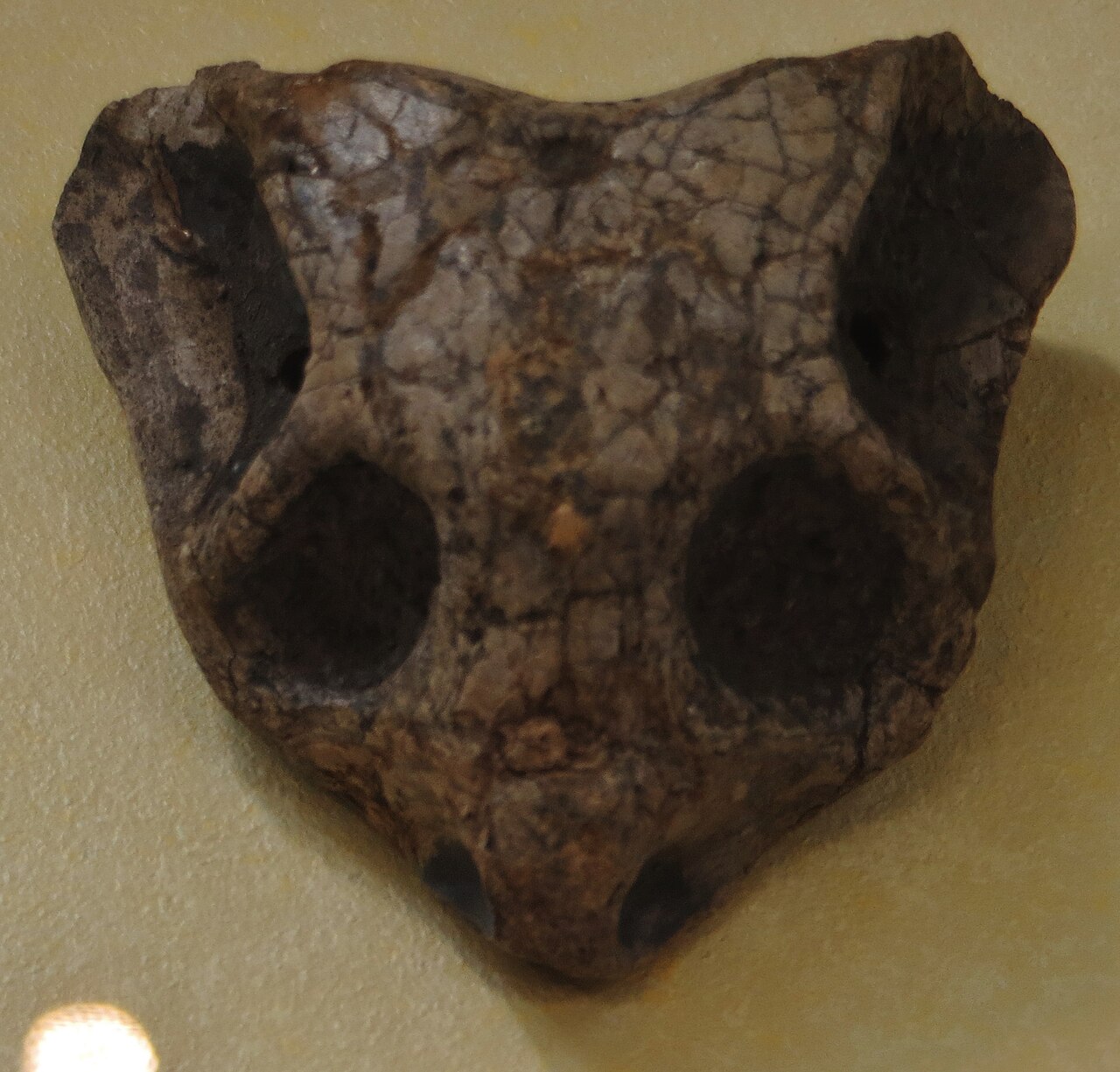 Cistecephalus microrhinus reference