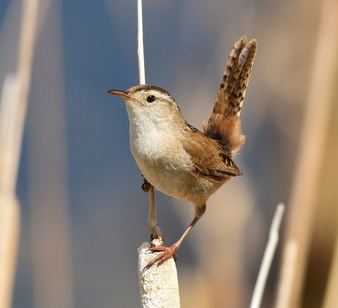 Marsh Wren reference