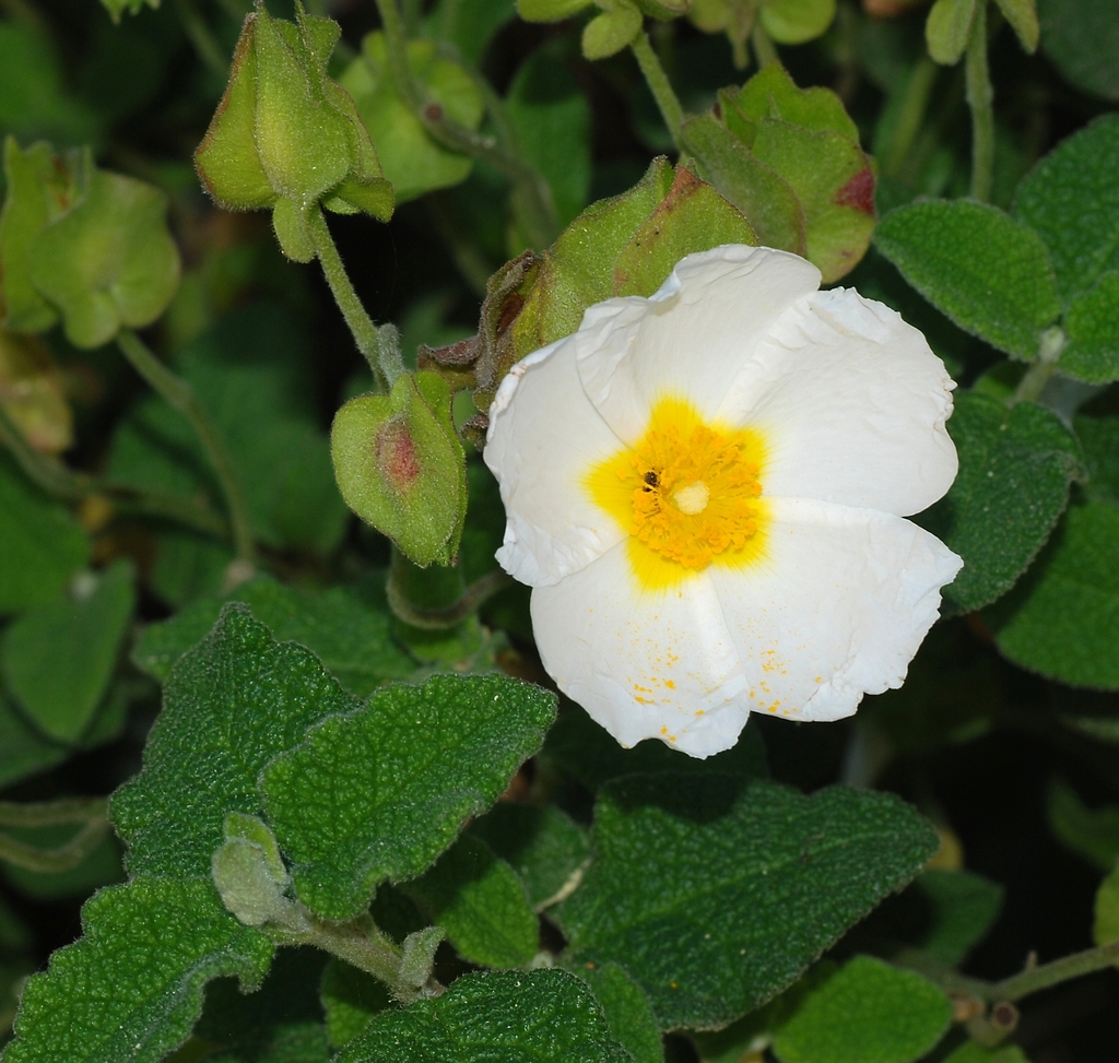 Sage-leaved Rock-rose reference