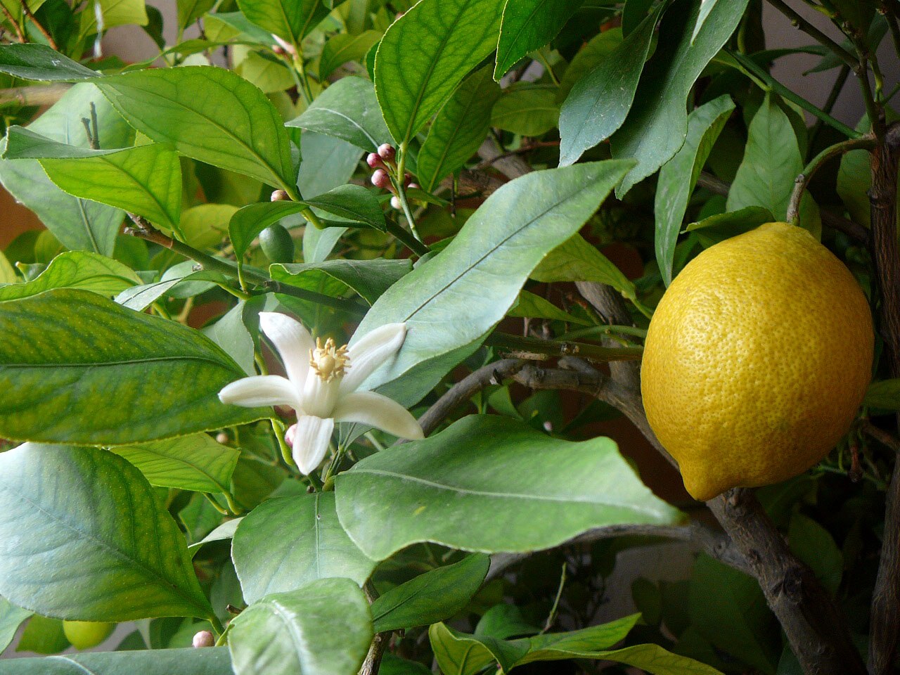 Citrus limon reference