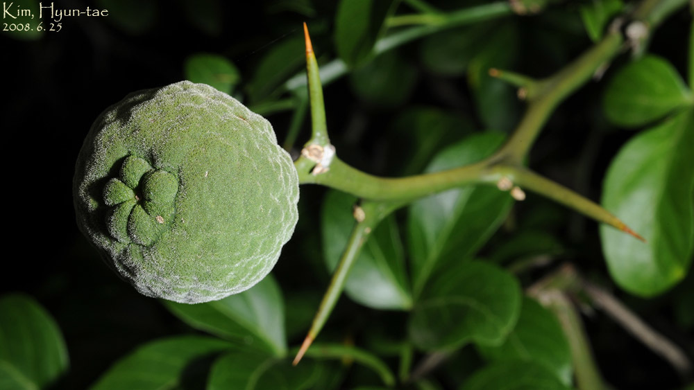 Trifoliate Orange reference