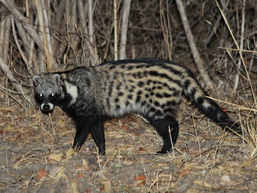 African Civet reference