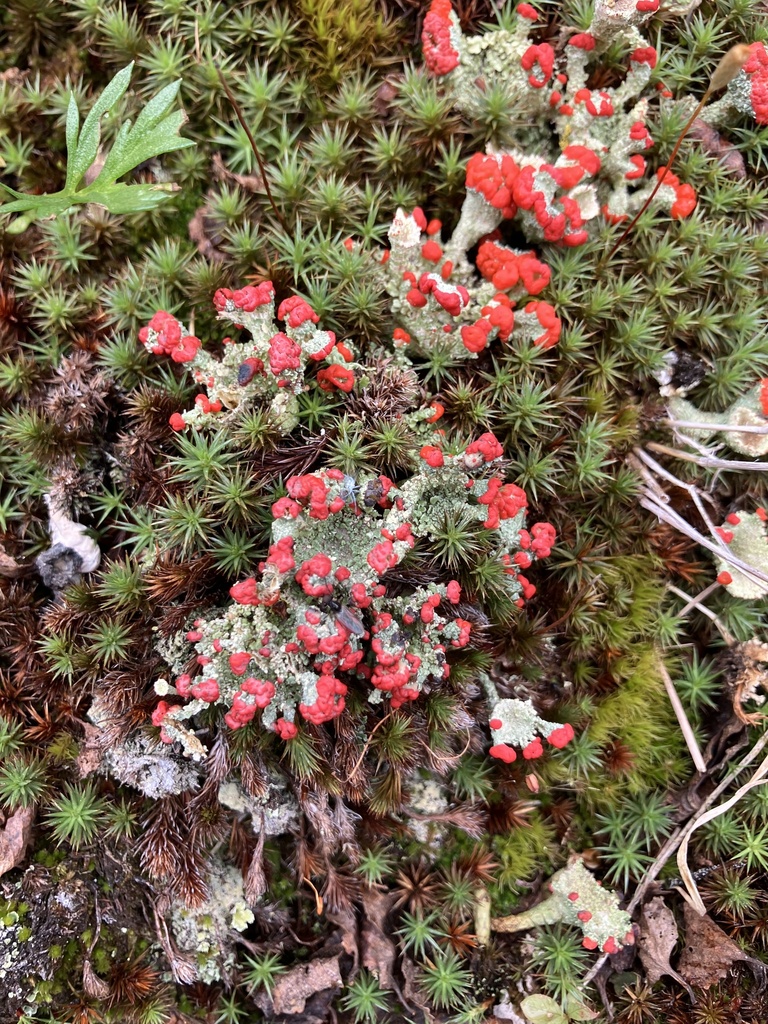 Antarctic Candleholder Lichen reference