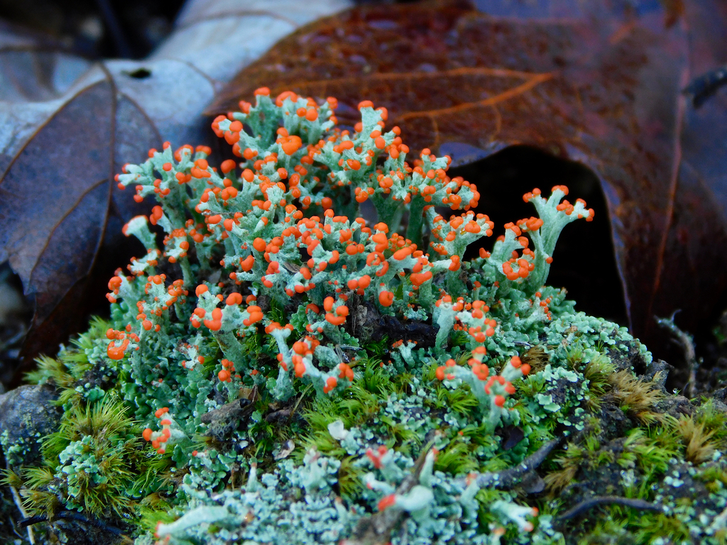 British soldier lichen reference