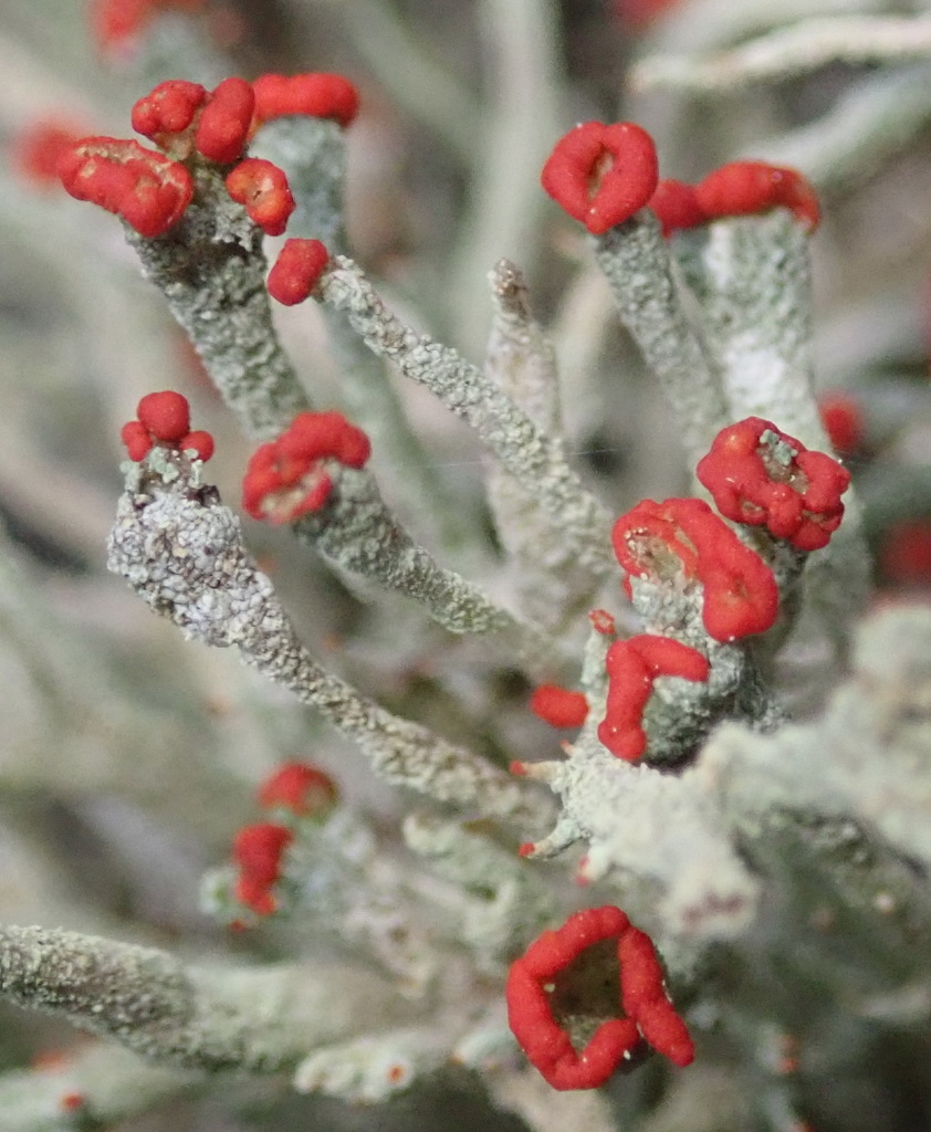 Gritty British soldiers lichen reference