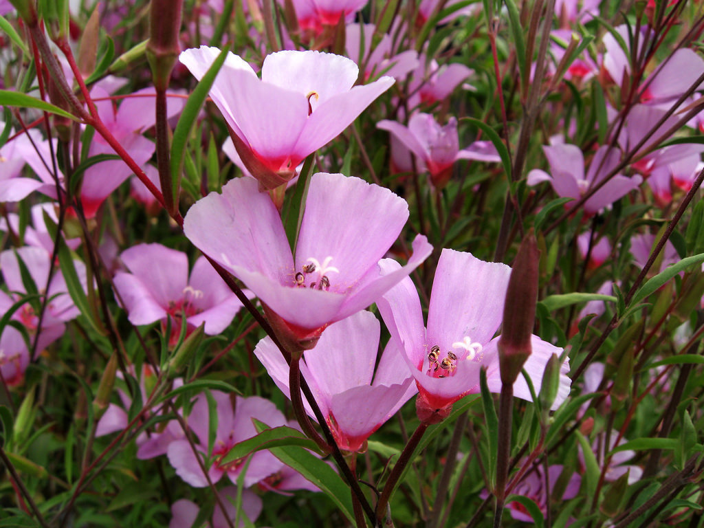 Ruby Chalice Clarkia reference
