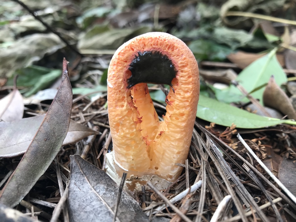 Column Stinkhorn reference