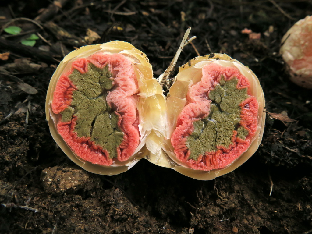 Wiffle Ball Stinkhorn reference