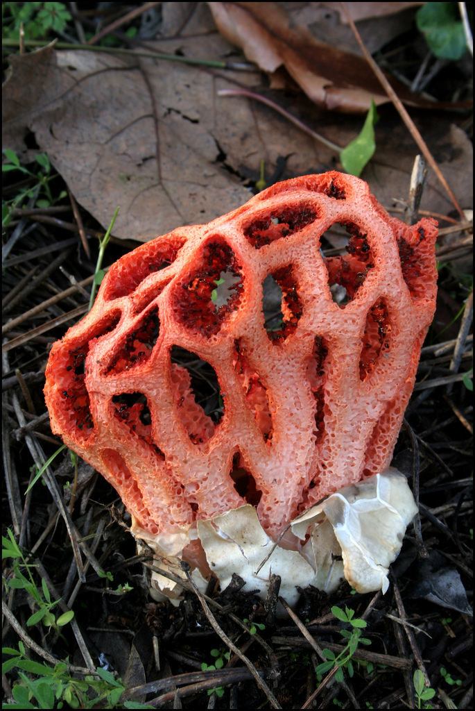 Red-cage Fungus reference