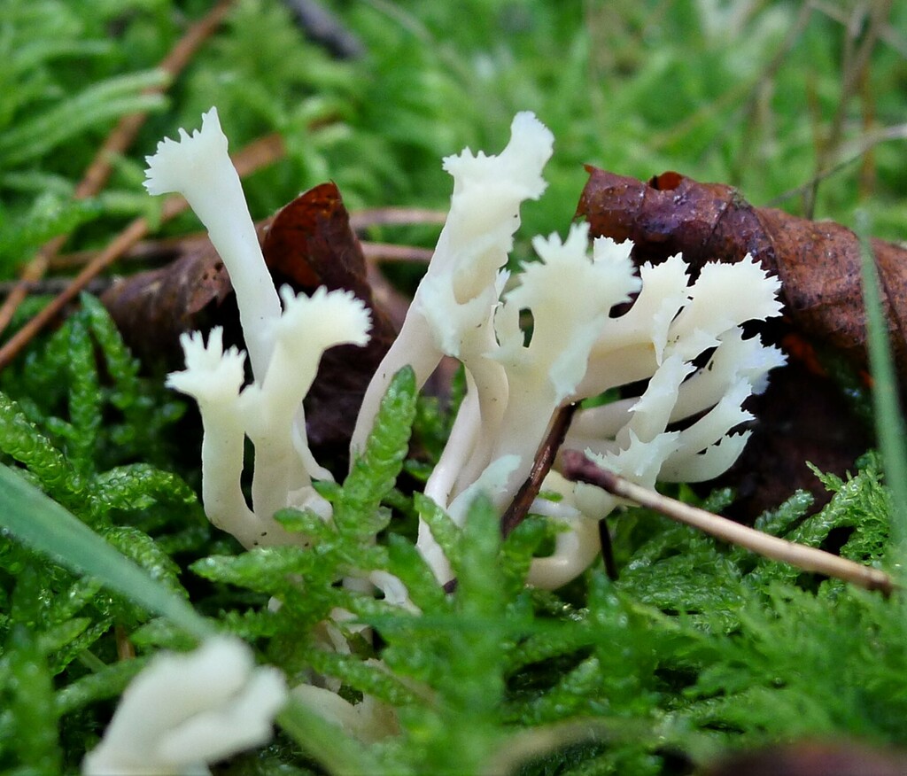 White Coral Fungus reference