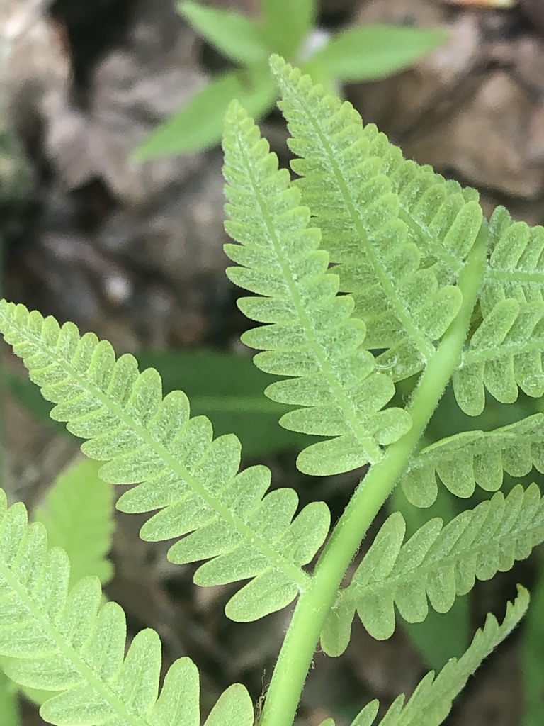 Interrupted Fern reference