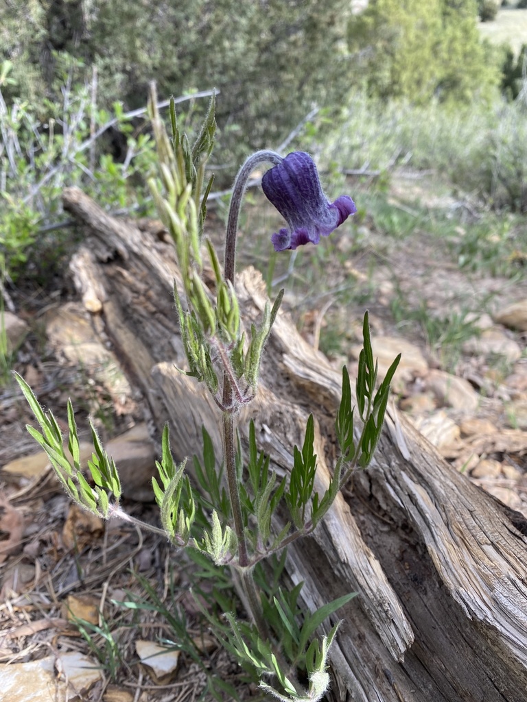 Hairy Clematis reference