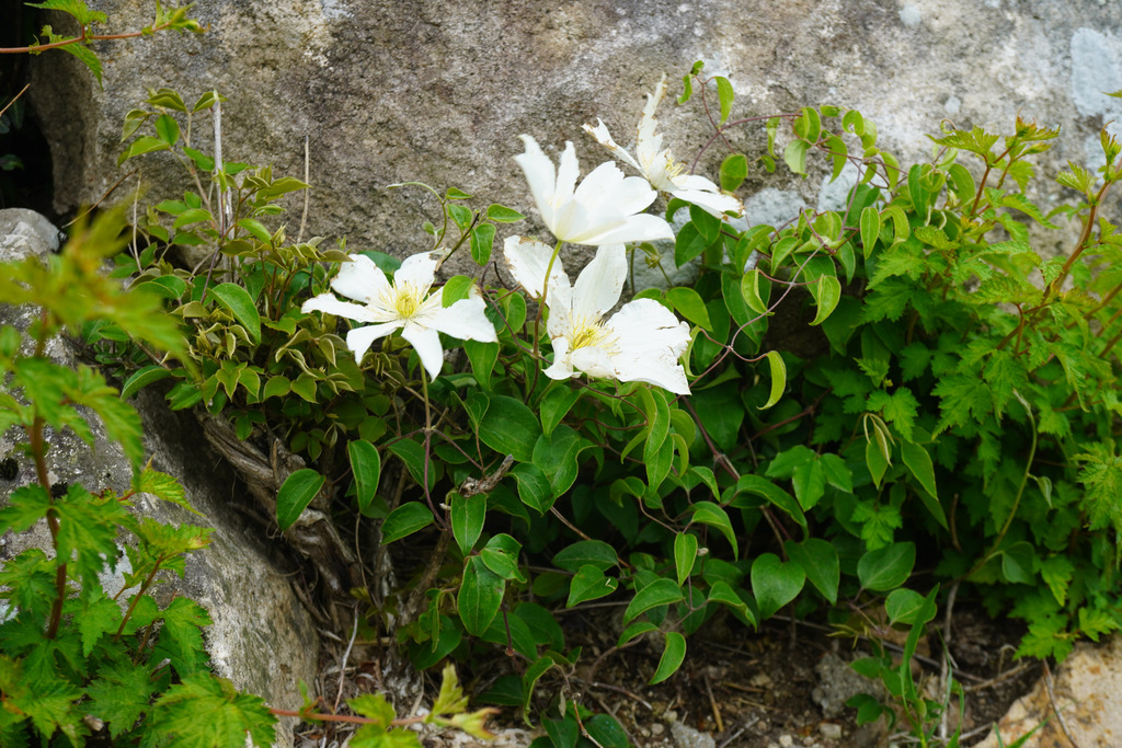 Clematis patens reference