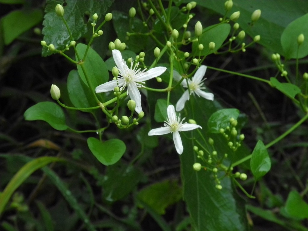 autumn clematis reference