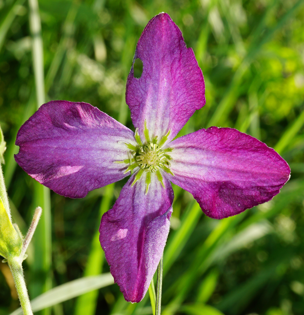 Italian Clematis reference
