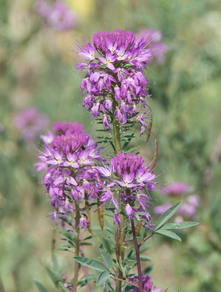 Rocky Mountain Beeplant reference