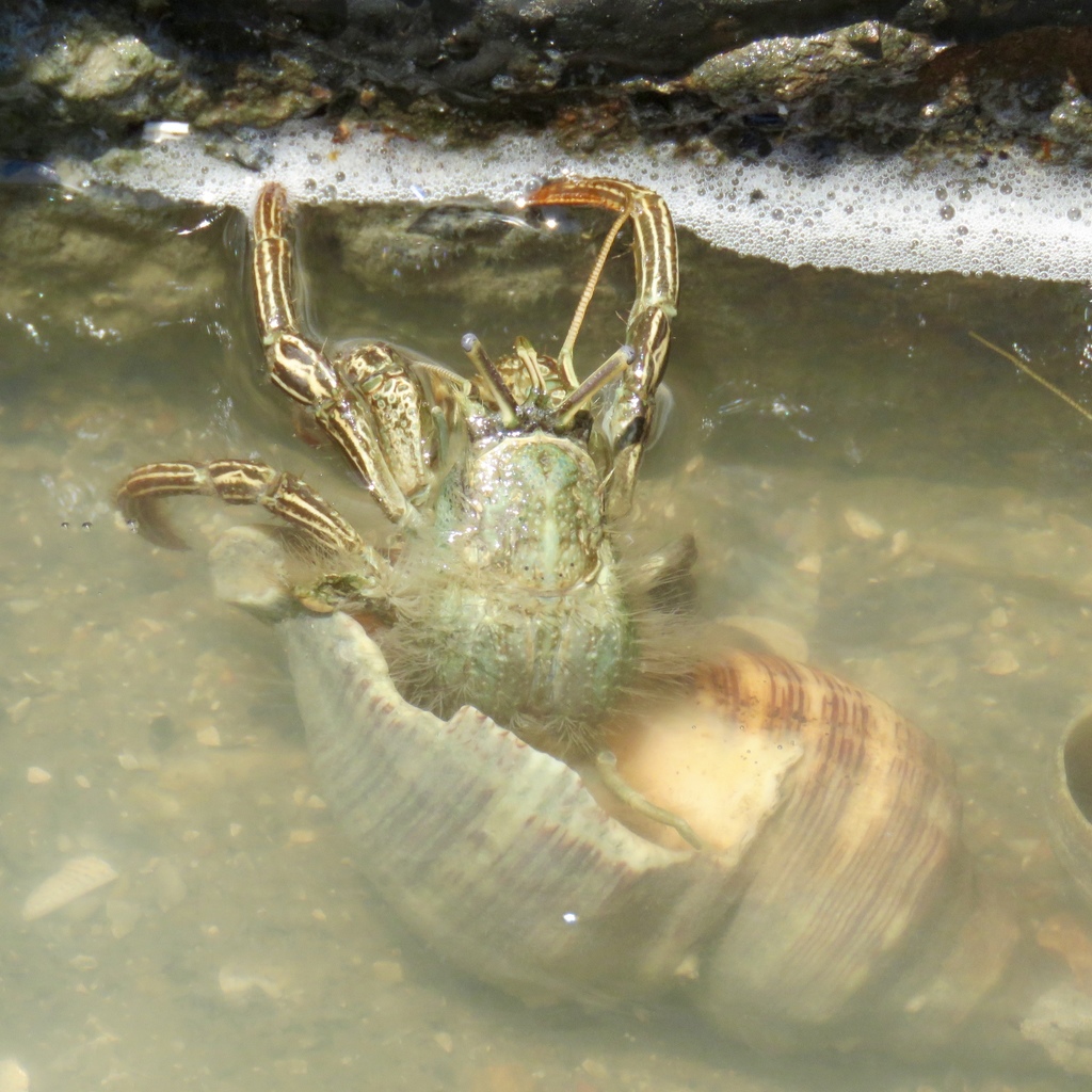 Striped Hermit Crab
