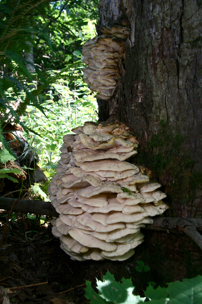 Northern Tooth reference