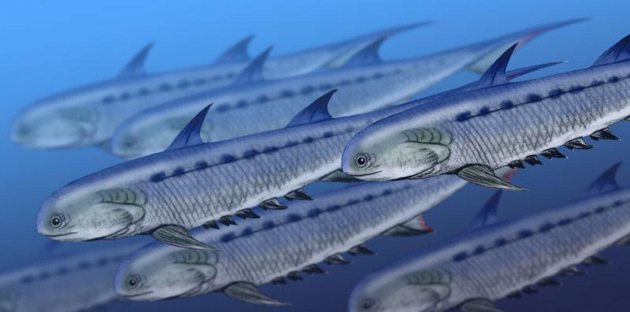Climatius reticulatus reference
