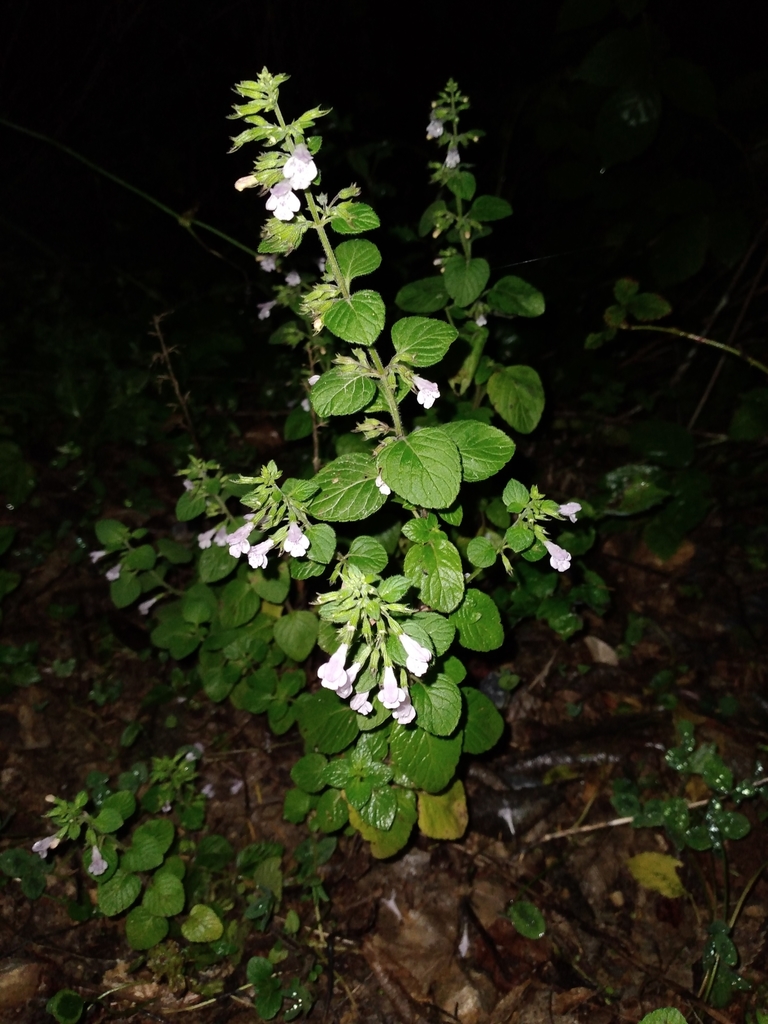 Lesser Calamint reference