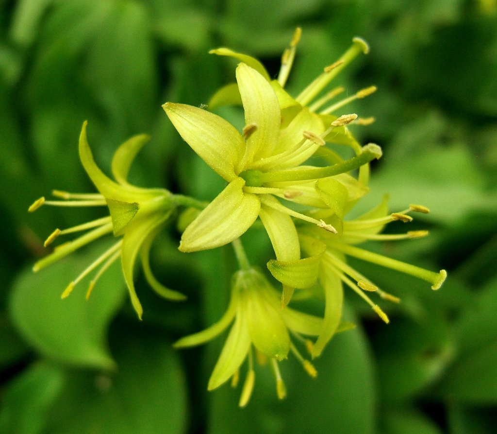 bluebead lily reference