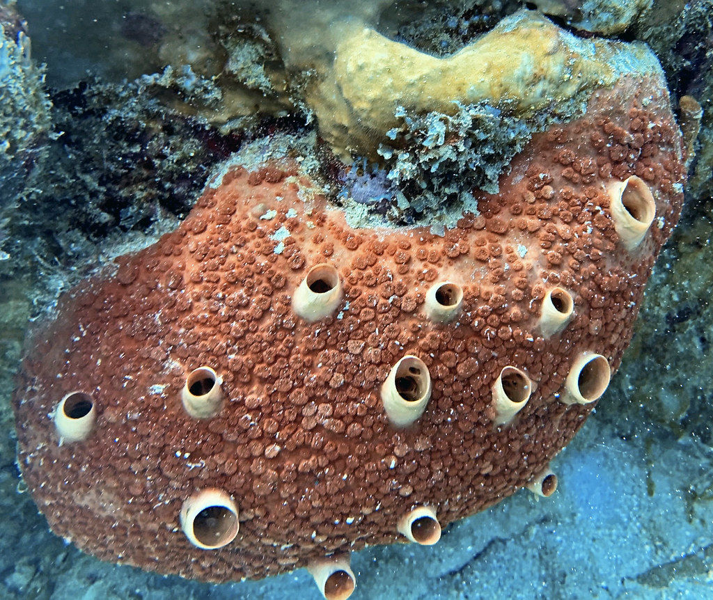 Red Boring Sponge reference