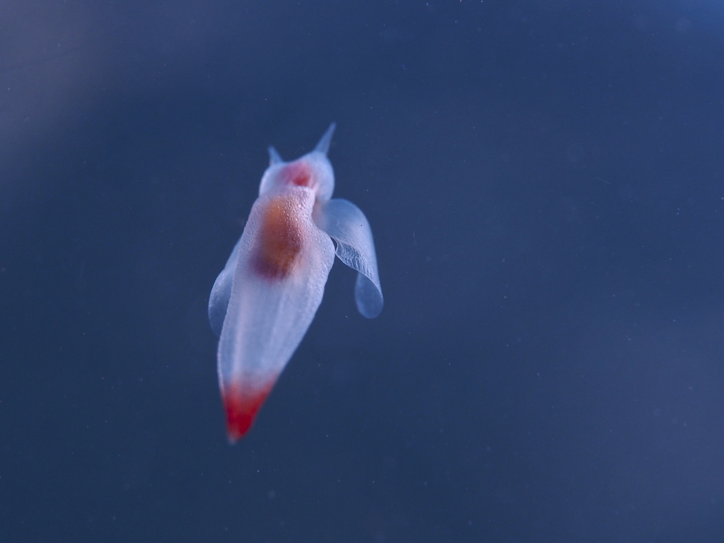 Naked Sea Butterfly reference