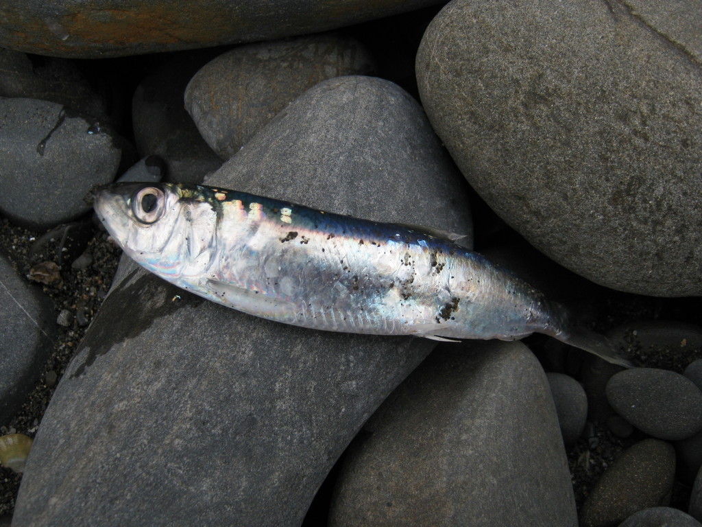 Atlantic Herring reference