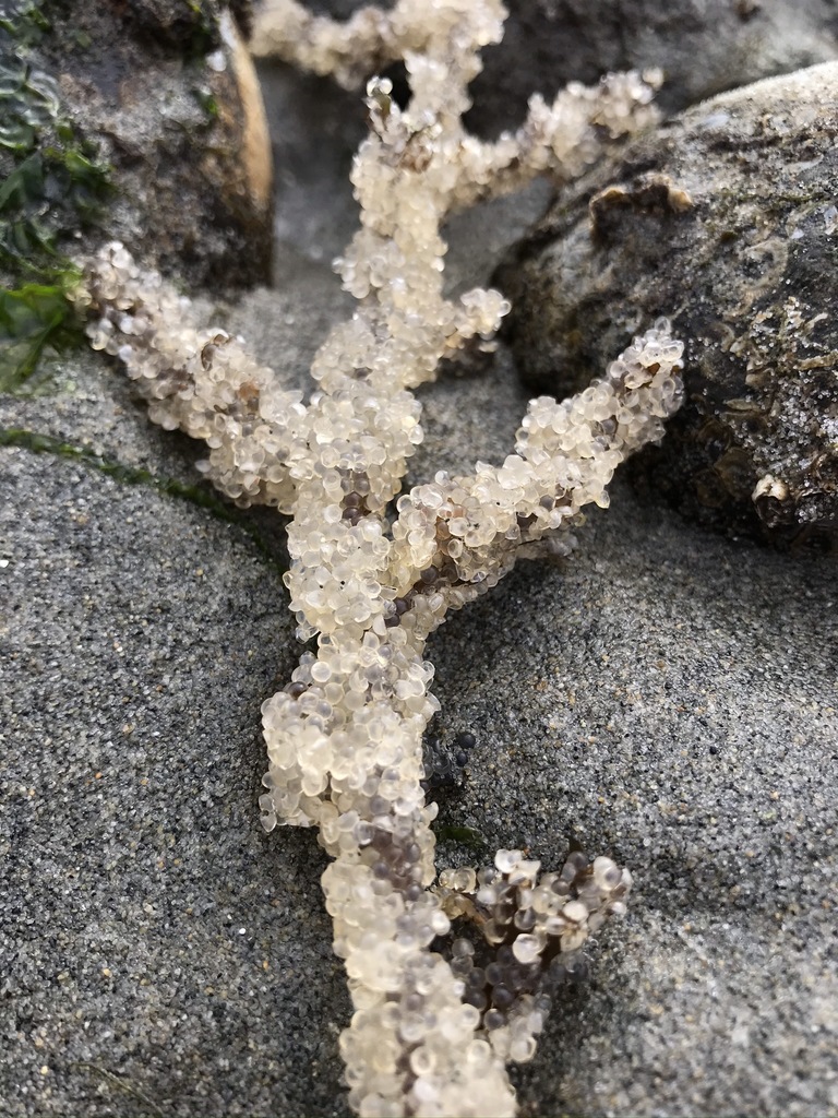 Pacific Herring reference