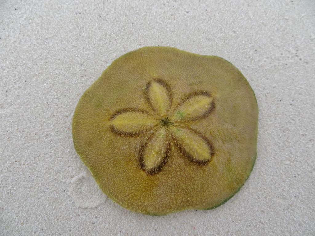 Clypeaster humilis reference