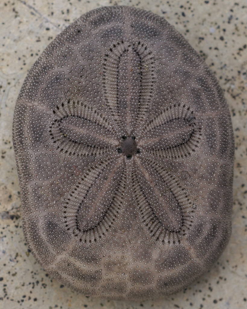 Clypeaster reticulatus reference