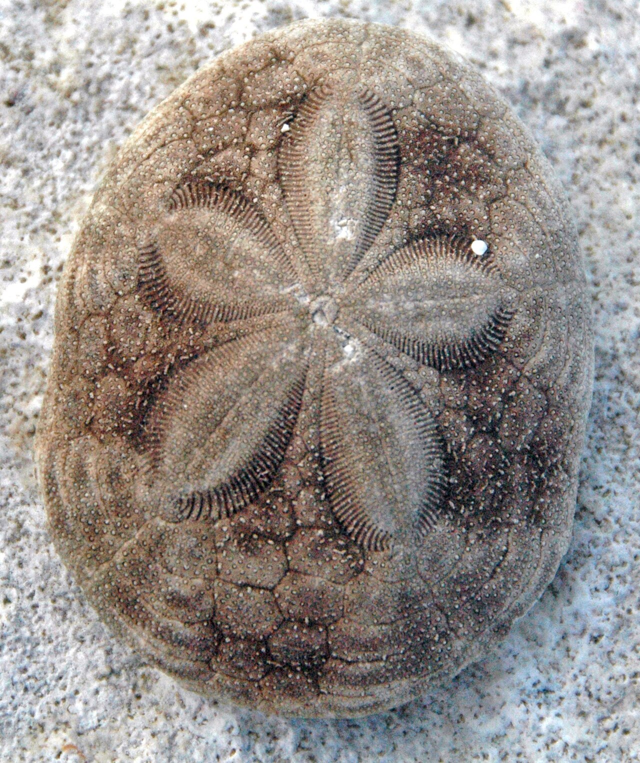 Sea Biscuit reference