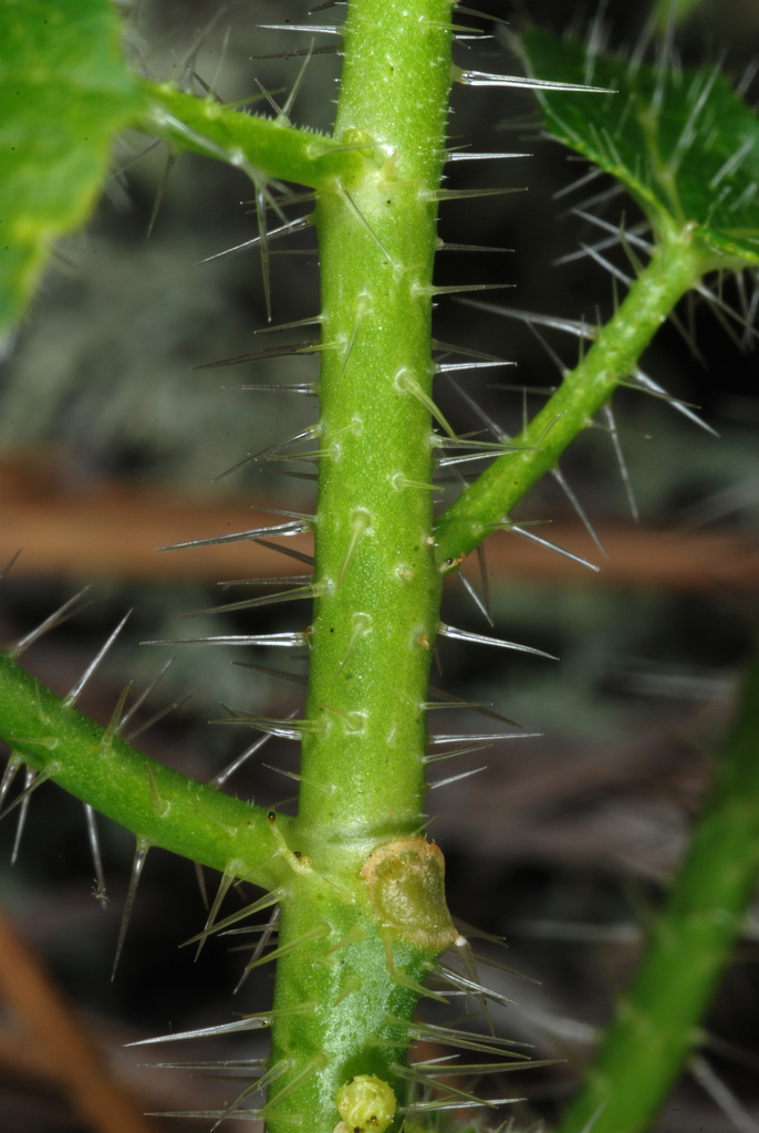 Spurge Nettle reference