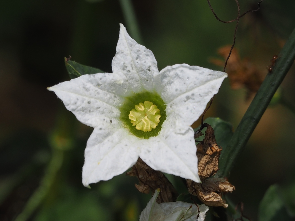 Ivy gourd reference