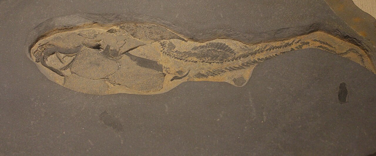 Coccosteus decipiens reference