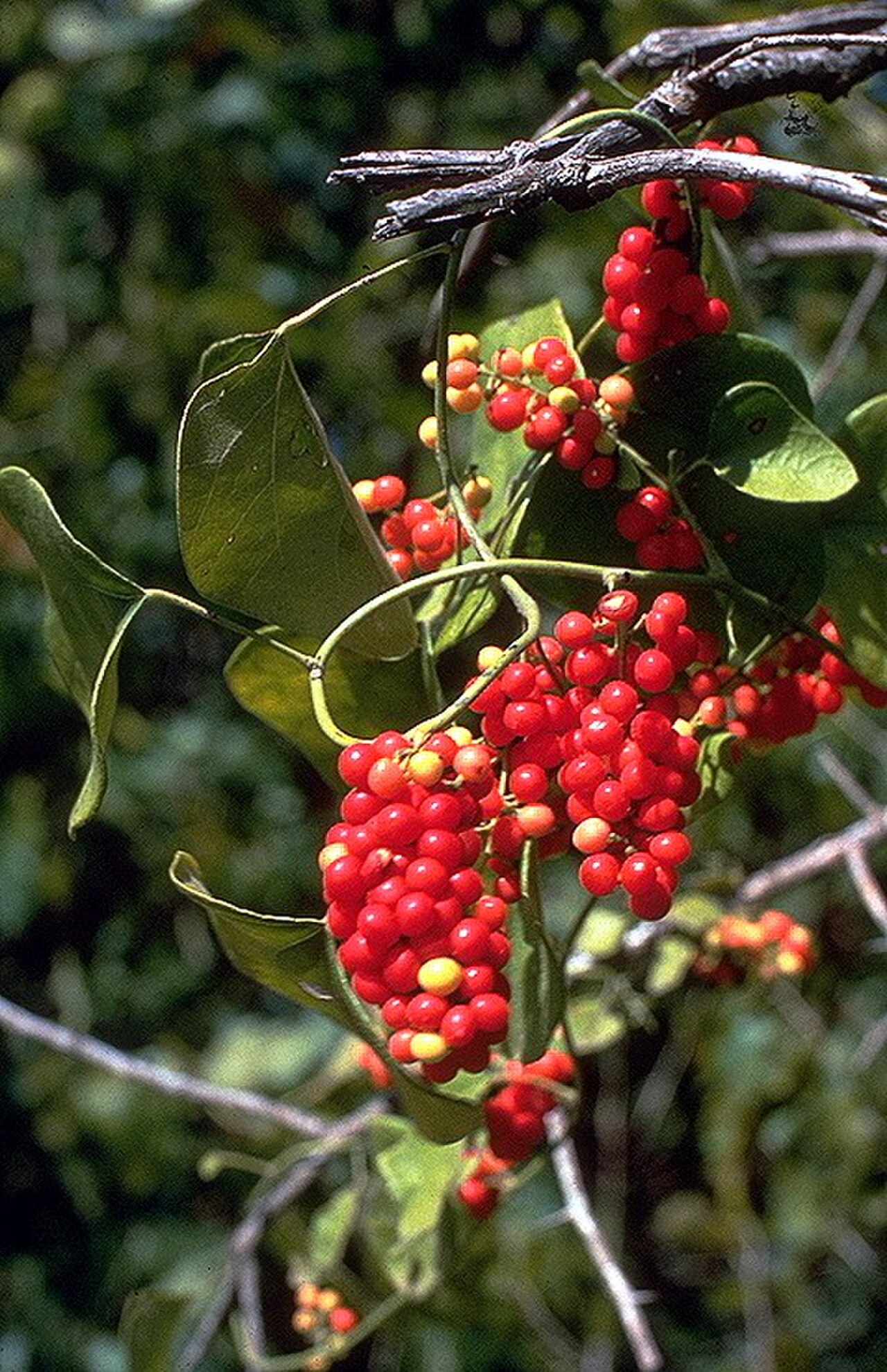 Nephroia Carolina reference