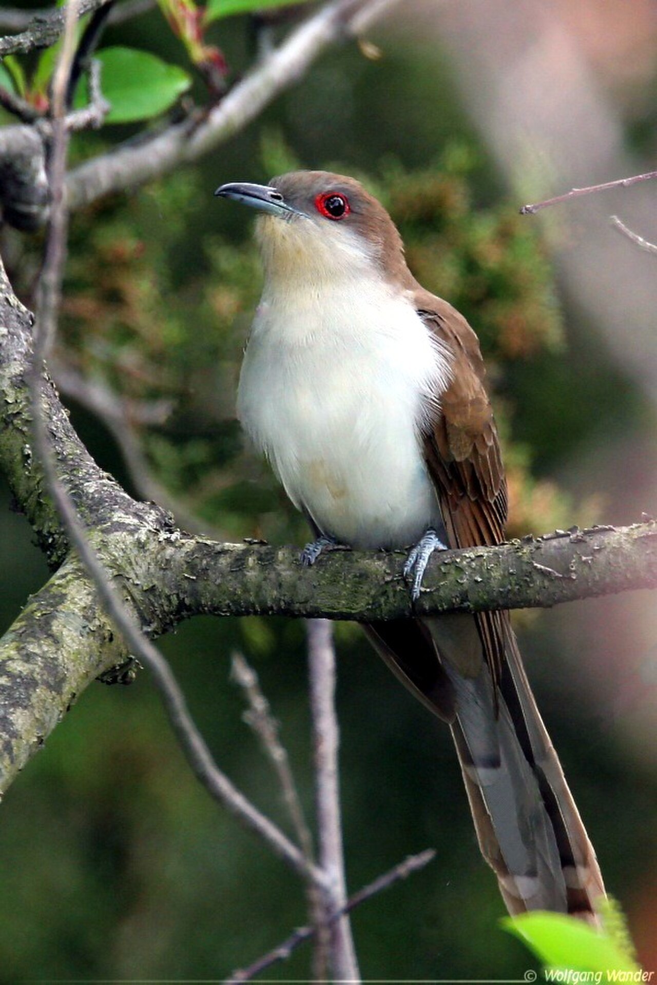 Black-billed Cuckoo reference