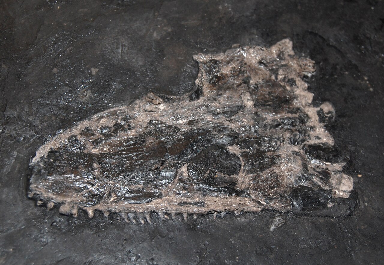Cochleosaurus florensis reference
