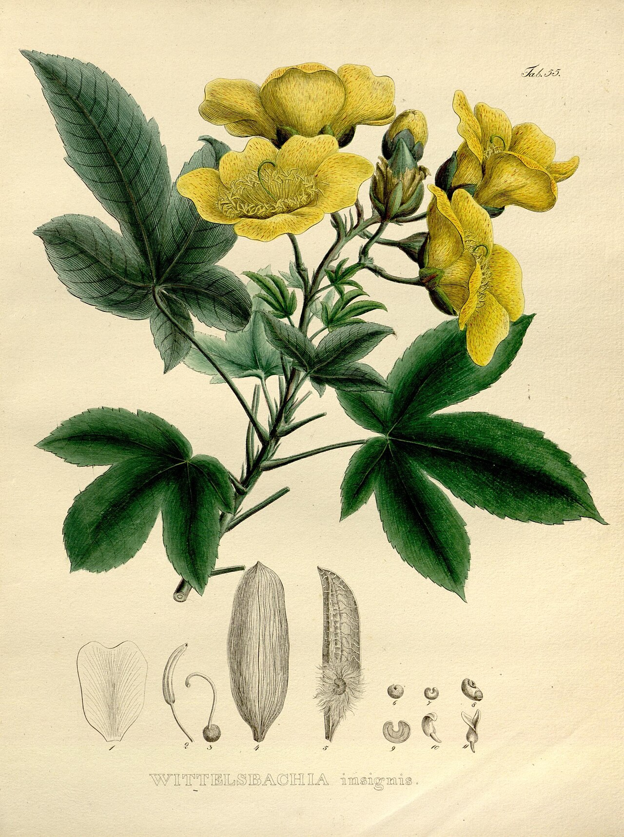 Cochlospermum regium reference