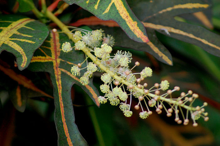 Variegated Croton reference