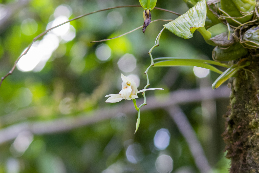 Guam Coelogyne reference