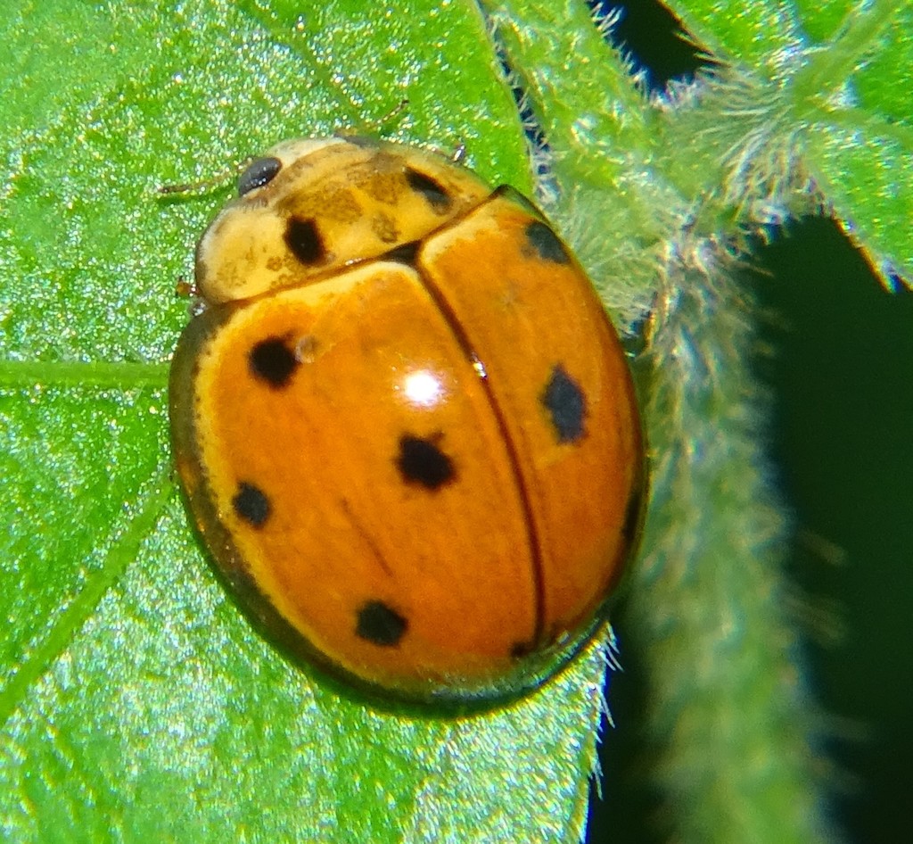 Variable Ladybird Beetle reference
