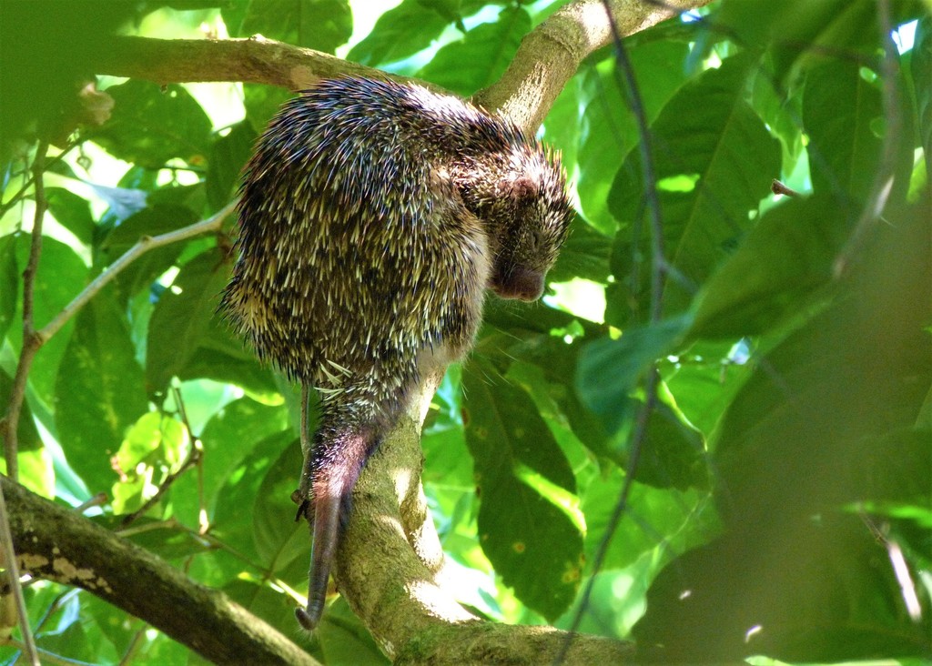 Pernambuco Dwarf Porcupine reference