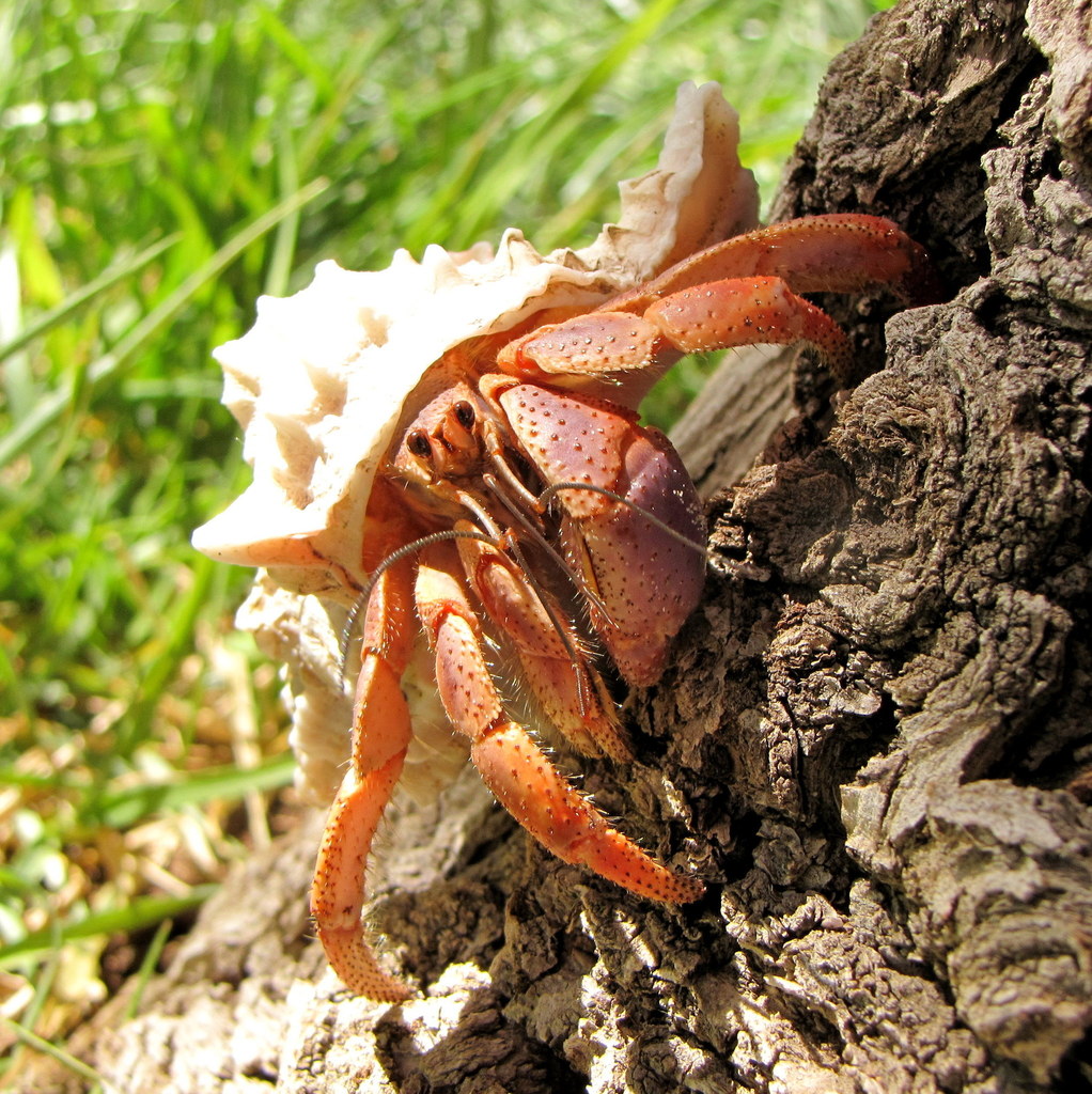 Caribbean Land Hermit Crab